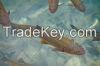 Rainbow Trout Fish