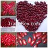 2014 new crop dark red kidney bean / DRKB