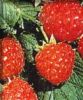 Red raspberry