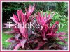 Codyline Fruiticosa Fire