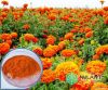 Lutein 5% 80% 20% 127-...