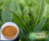 Green tea extract 45-9...