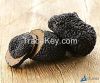 Black truffles Latin n...