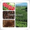 VIETNAM ROBUSTA COFFE ...