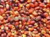 Palm Kernel