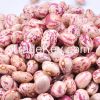 Crop 2014 KIDNEY bean, Long Shape Kidney Bean,Round Shape Kidney Bean