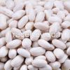 Crop 2014 KIDNEY bean,Japanese White Kidney Bean(England,Japanese,Medium,Spanish,Navy,Alubia,Large,Long,Round,Small)