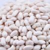 Crop 2014 KIDNEY bean,Japanese White Kidney Bean(England,Japanese,Medium,Spanish,Navy,Alubia,Large,Long,Round,Small)