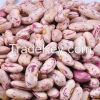 Crop 2014 KIDNEY bean, Long Shape Kidney Bean,Round Shape Kidney Bean