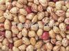 Crop 2014 KIDNEY bean, Long Shape Kidney Bean,Round Shape Kidney Bean