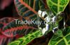 Hand made quality silv...
