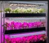 LED Grow light Made in China used greenhouse/plant factory