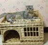 wicker pet basket willow pet basket wicker dog basket wicker cat basket