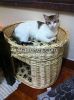 wicker pet basket wick...