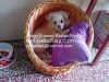 willow dog bed wicker ...