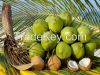 green coconut, tender coconut,copra coconut,coir,pith,rice,sugar, green vegetables