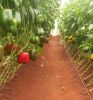 Green/Poly  House - Fresh Capsicum (Red, Green and Yellow)