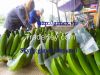 FRESH CAVENDISH BANANA