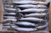 Quality Frozen Mackere...