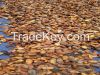 cocoa beans