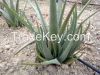 Aloe Vera Leaves