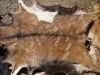 Wet / Dry Salted Donkey hides, salted Donkey / Cow Skin and Cow Hides and Other Animal Skin Avalaible