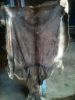 Dry and Wet Salted Cow and Sheep Skin, Wet salted Donkey / Cow Skin and Cow Hides and Other Animal Skin Avalaible