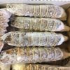 Frozen Lobster / Frozen Lobster Tails / Fresh Live Lobsters