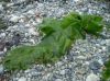 seaweed ulva lactuca sea lettuce  Dried