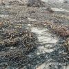 seaweed macrocystis   pyrifera /integrifolia