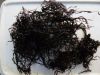 seaweed sea moss /  chondrus crispus / irish moss