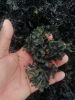 seaweed / irish moss / chondrus crispus / seamoss