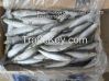 Frozen Sardine (Sardin...