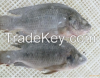 Frozen Tilapia Whole R...