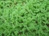 AZOLLA