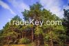 10 ha agricultural land in Ukraine for sale, black soil