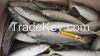 chub mackerel/pacific ...