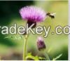 Milk Thistle Extract Silymarin