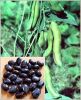 SEEDS AND PLANTING MAT...