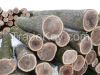 ELM LOGS FROM UKRAINE ...