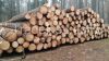 PINE LOGS FROM LITHUAN...