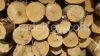 BIRCH LOGS FROM LITHUA...