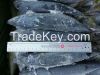 Pacific Mackerel