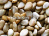 Sesame Seed