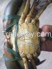 Live Mud Crab Scylla S...