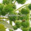 Castor Oil
