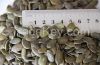Pumpkin seed grown wit...