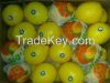 Fresh Lemon &quot; Adalia &quot;