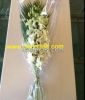 Orchid Cut Flower