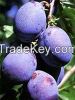 Plums grafted trees